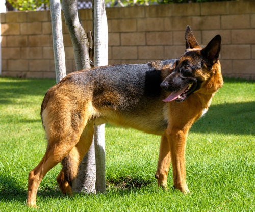 XANDER - ADOPT ME! - German Shepherd Dog available for adoption