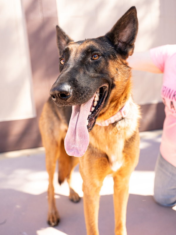 Xander - Adopt Me!