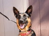 Phoenix - Adopt Me! - Photo 1
