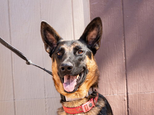 picture of the dog needing adoption