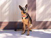 Phoenix - Adopt Me! - Photo 3