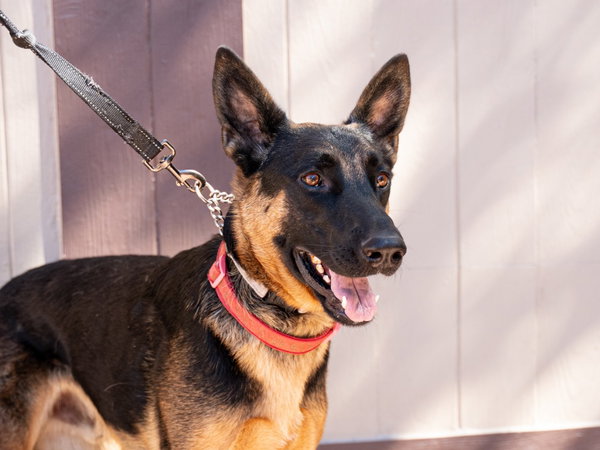 Phoenix - Adopt Me!