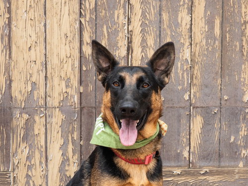 PHOENIX - ADOPT ME! - German Shepherd Dog for adoption in Irvine