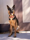 Phoenix - Adopt Me! - Photo 2