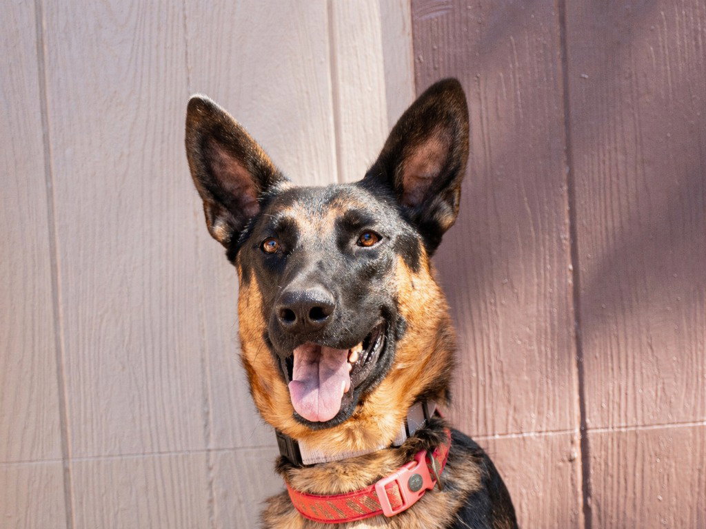 Phoenix - Adopt Me! Image