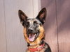 Phoenix - Adopt Me! - Photo 1