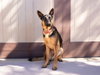 Phoenix - Adopt Me! - Photo 3