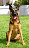 Phoenix - Adopt Me! - Photo 1
