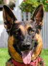 Phoenix - Adopt Me! - Photo 2