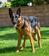 Phoenix - Adopt Me! - Photo 3