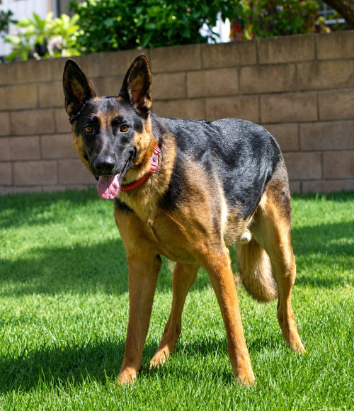Phoenix - Adopt Me photo 2