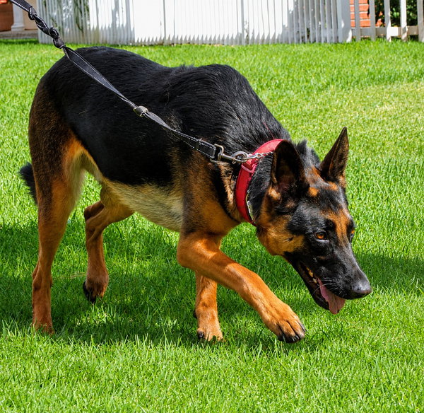 Phoenix - Adopt Me!