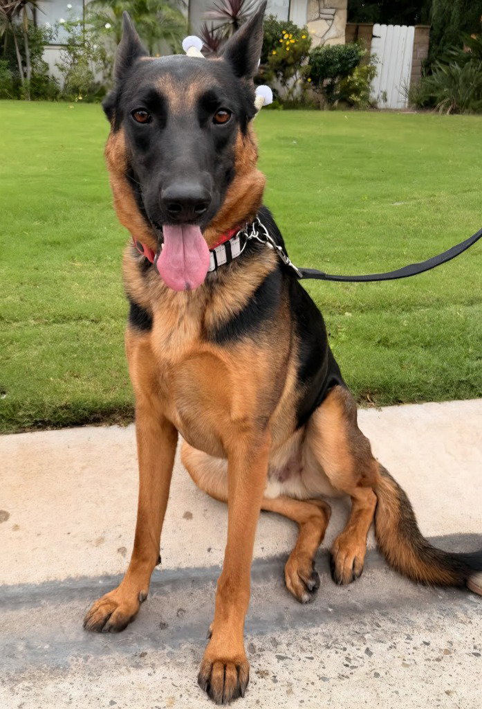 Phoenix - Adopt Me!, photo 2