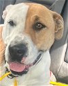 adoptable Dog in  named Mia - Foster or Adopt Me!