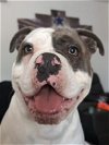 adoptable Dog in  named Levi - Foster or Adopt Me!