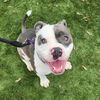 adoptable Dog in Lake Forest, CA named Levi - Foster or Adopt Me!