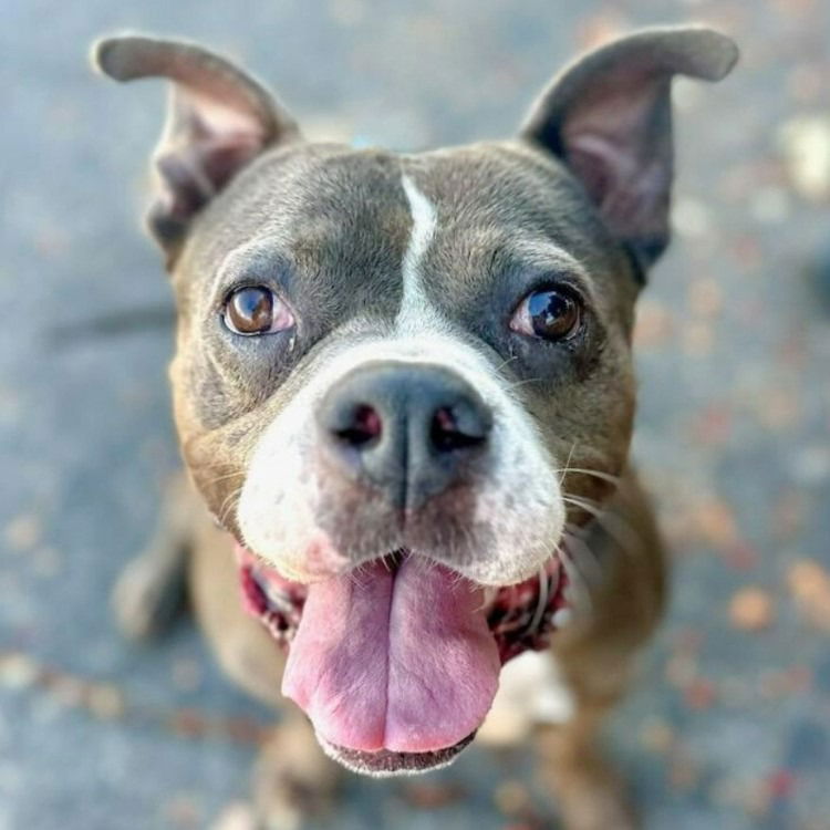 adoptable Dog in Lake Forest, CA named Enzo - Foster or Adopt Me!