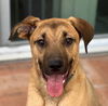 adoptable Dog in Lake Forest, CA named Holmes - Adopt Me!