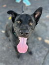 adoptable Dog in Lake Forest, CA named Kane - Foster or Adopt Me!