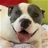 adoptable Dog in  named Zuko - Foster or Adopt Me!