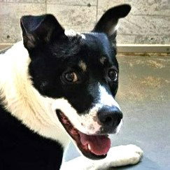 Baby (Courtesy Post) - Adopt Me! Image