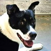 Baby (Courtesy Post) - Adopt Me! - Photo 1