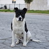 Baby (Courtesy Post) - Adopt Me! - Photo 4