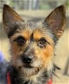 adoptable Dog in lake forest, CA named Carter - Foster or Adopt Me!