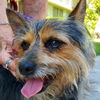 adoptable Dog in Lake Forest, CA named Carter - Foster or Adopt Me!