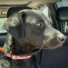 adoptable Dog in Lake Forest, CA named Yana (CP) - Adopt Me!