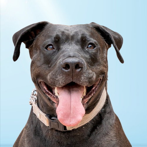 RADAR - ADOPT  ME! - American Staffordshire Terrier available for adoption
