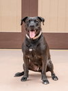 Radar - Adopt  Me! - Photo 2