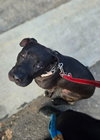 Radar - Adopt  Me! - Photo 3
