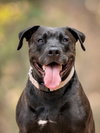 Radar - Adopt  Me! - Photo 1