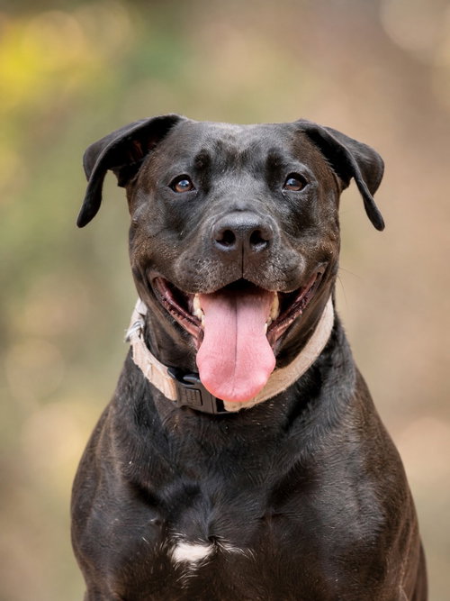 Radar - Adopt  Me!, an adoptable American Staffordshire Terrier in Lake Forest, CA