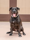 Radar - Adopt  Me! - Photo 2