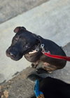 Radar - Adopt  Me! - Photo 3