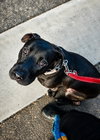 Radar - Adopt  Me! - Photo 2