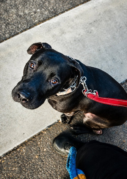 Radar - Adopt Me photo 2