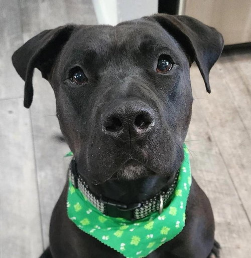 Radar - Adopt Me photo 4