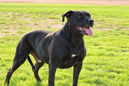 Photo 2 of Radar - Adopt Me!
