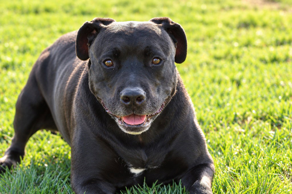 Radar - Adopt Me!, photo 3