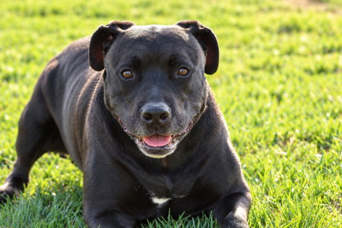 Photo 3 of Radar - Adopt Me!