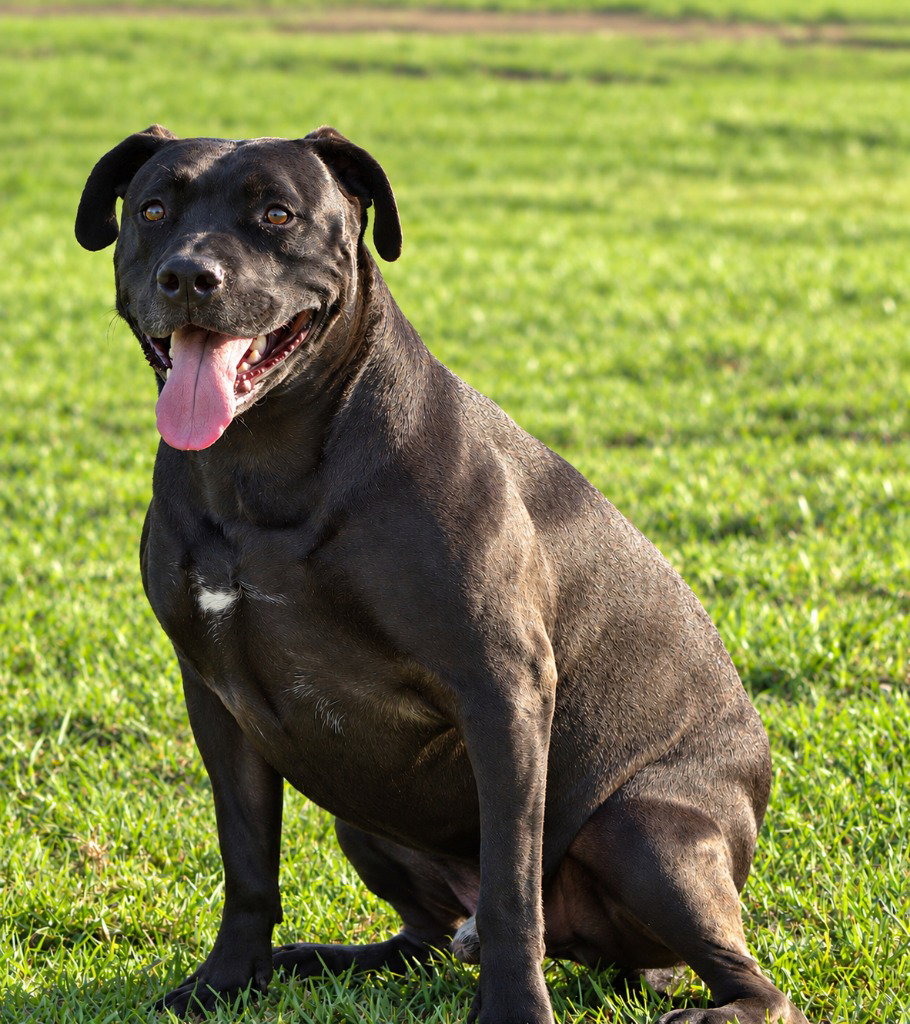Radar - Adopt Me!, photo 4
