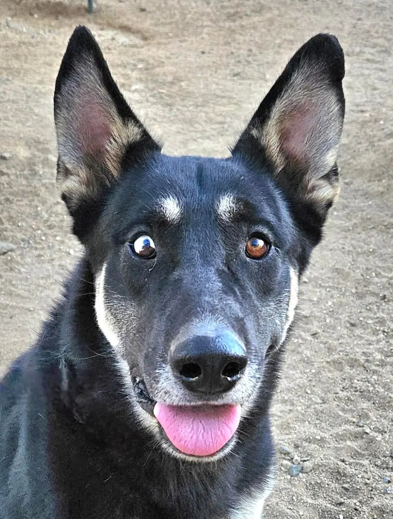 Vargo Courtesy Post - Foster Or Adopt Me - German Shepherd Dog