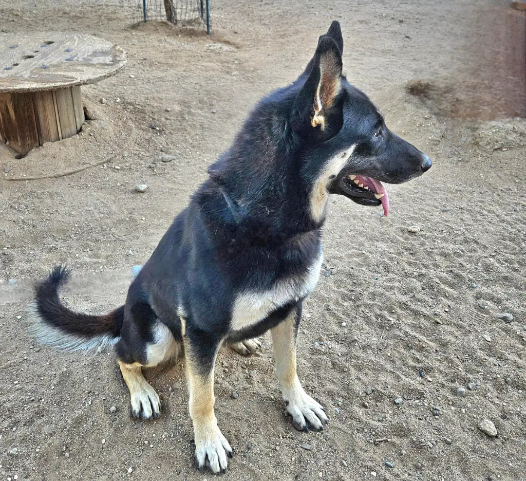 Vargo Courtesy Post - Foster Or Adopt Me image 2