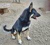 Vargo (Courtesy Post) - Foster or Adopt Me - Photo 2