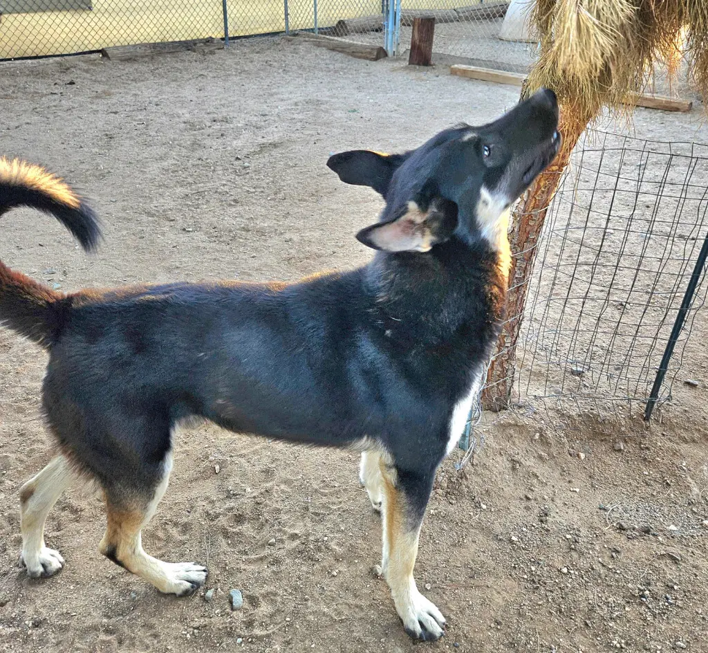 Vargo Courtesy Post - Foster Or Adopt Me image 3