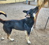 Vargo (Courtesy Post) - Foster or Adopt Me - Photo 3