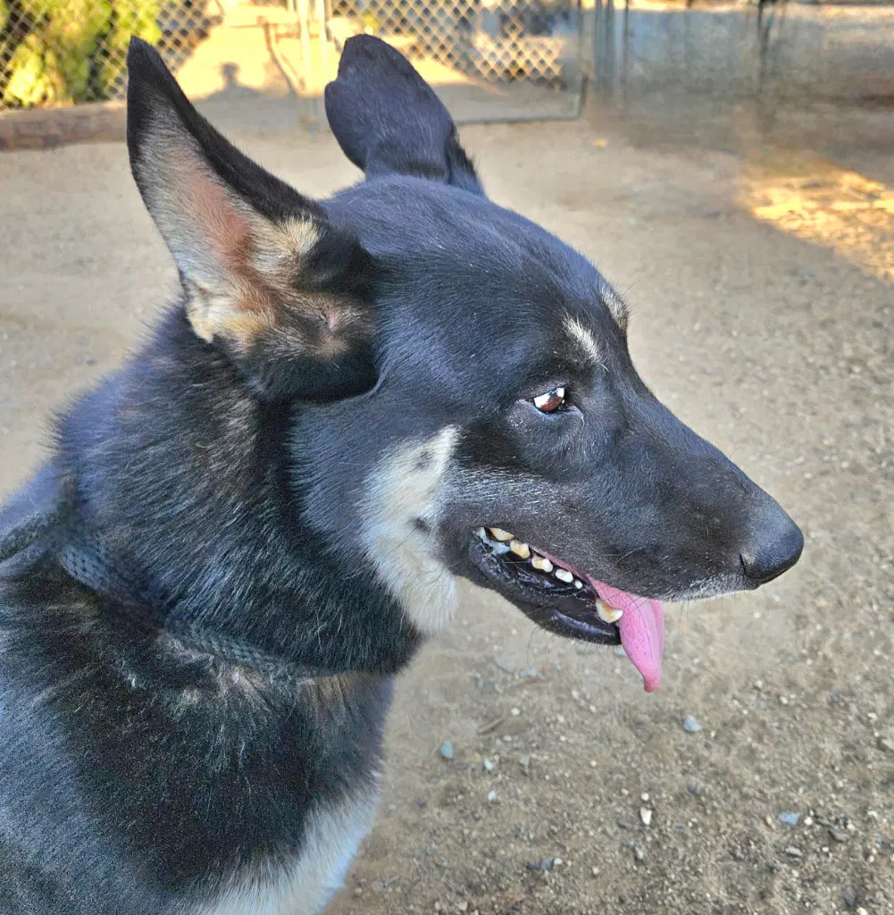 Vargo Courtesy Post - Foster Or Adopt Me image 4